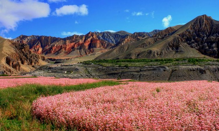 Upper mustang in April