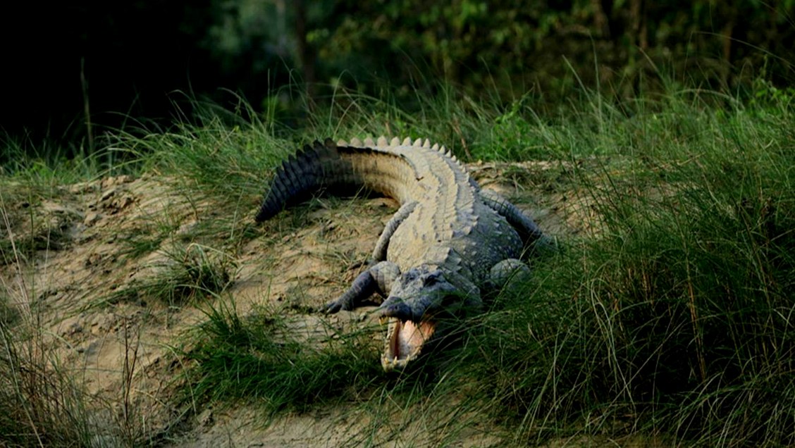 Wildlife Conservation in Nepal