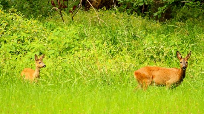 Banke National Park