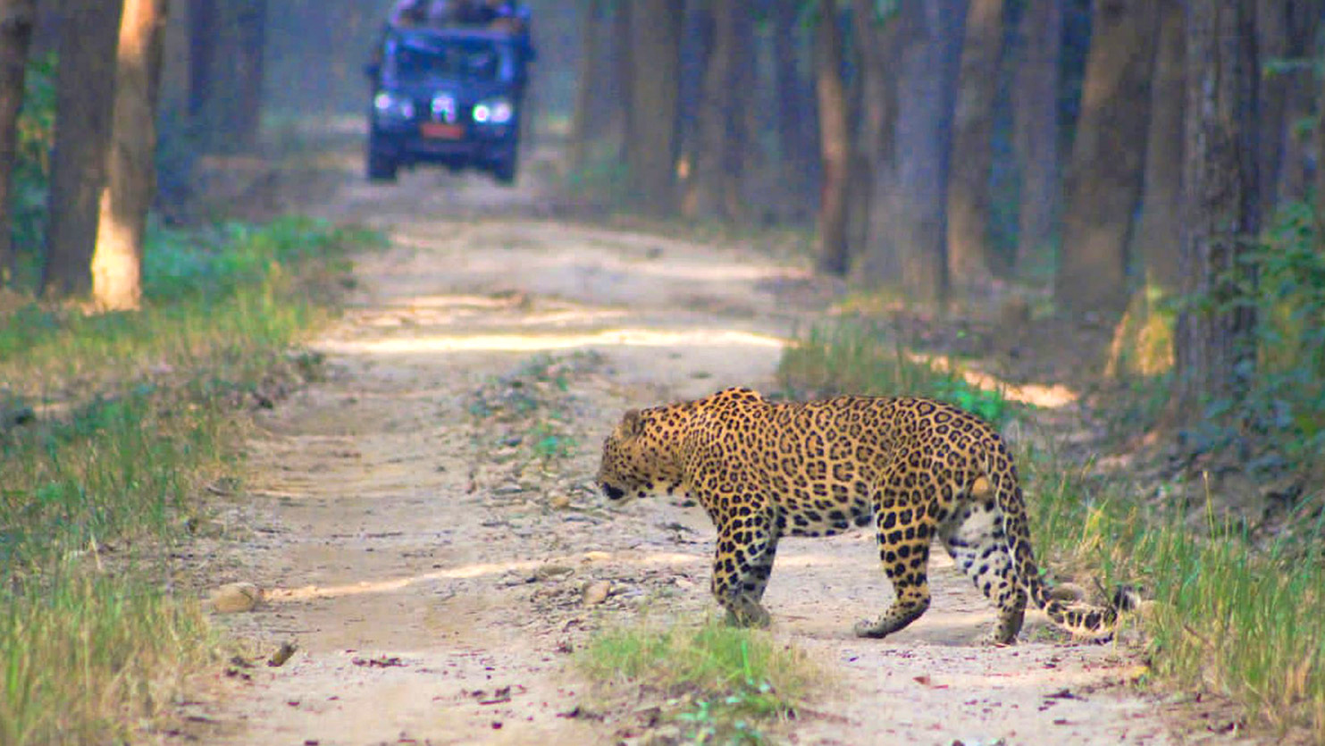 Safari ni chitwan