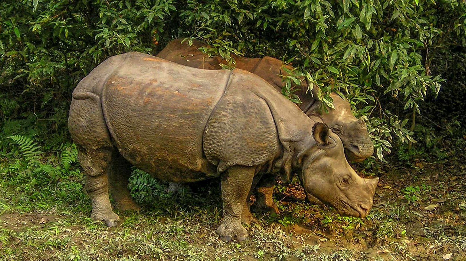 One horn rhino