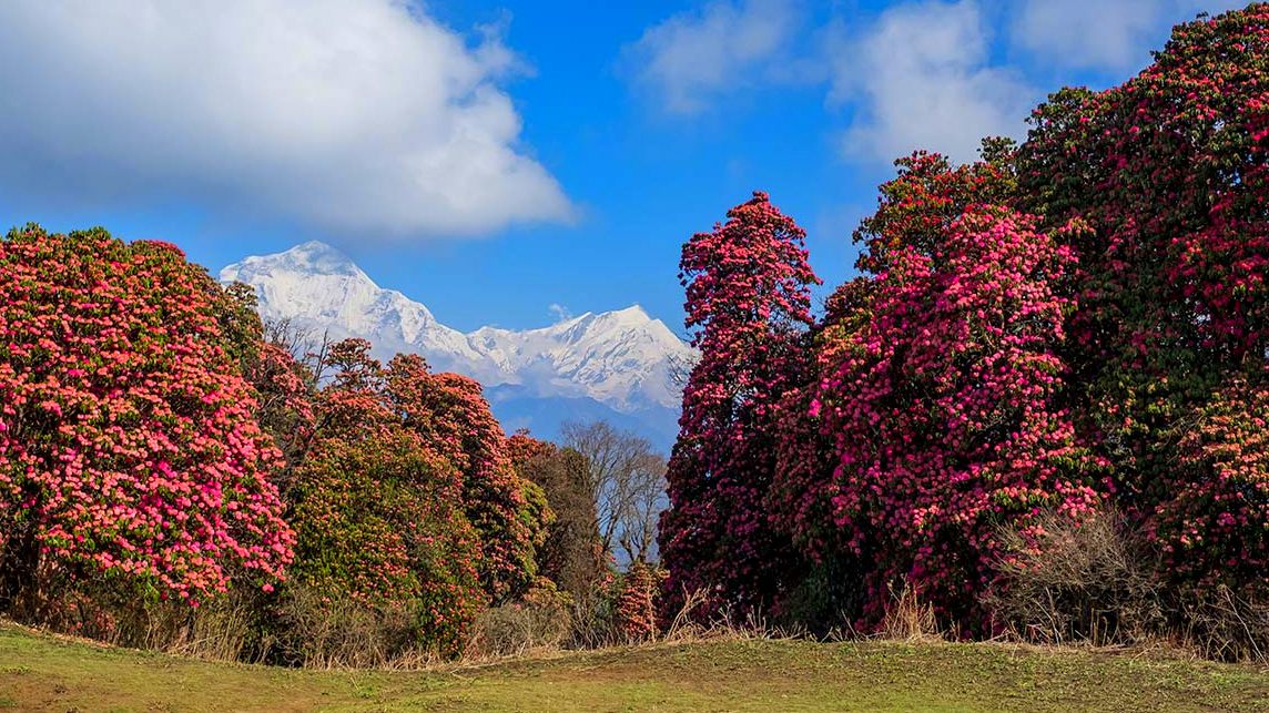 Annapurna In spring