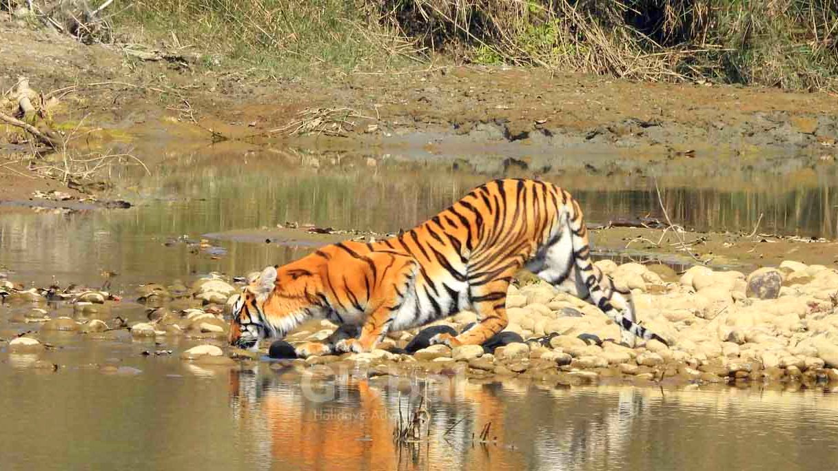 Bardiya National Park Tiger