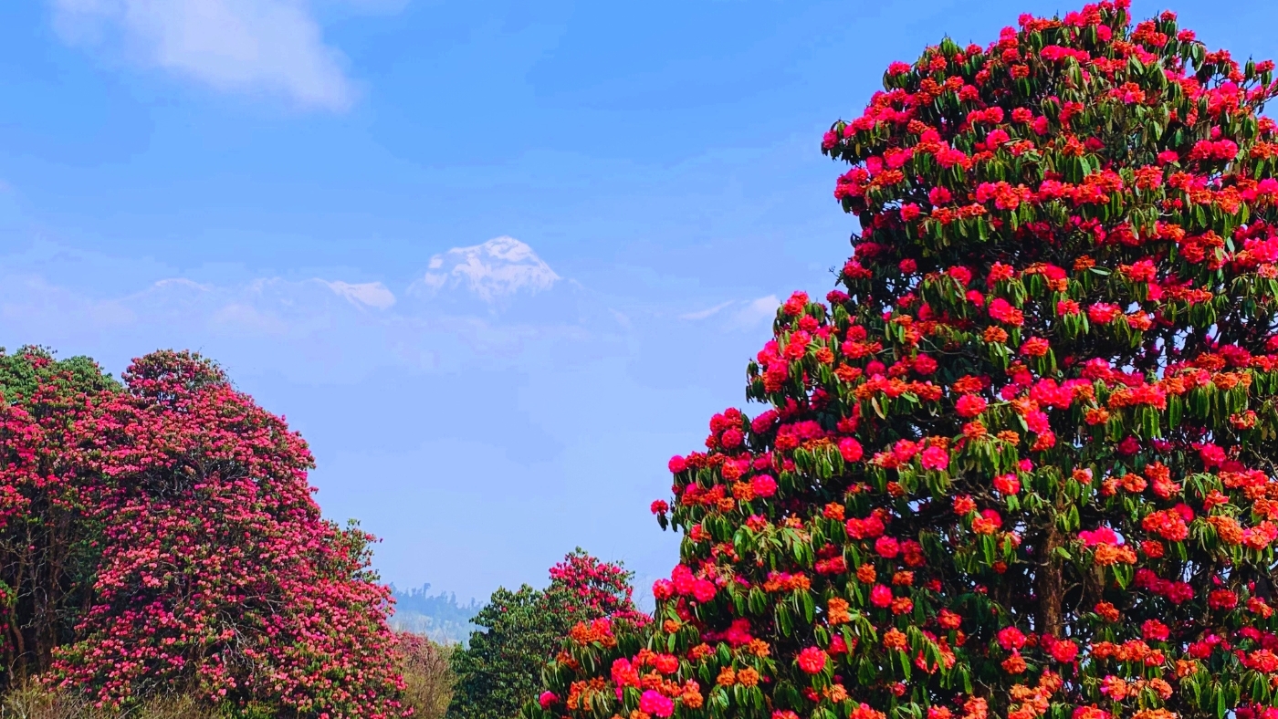Spring bloom in Nepal