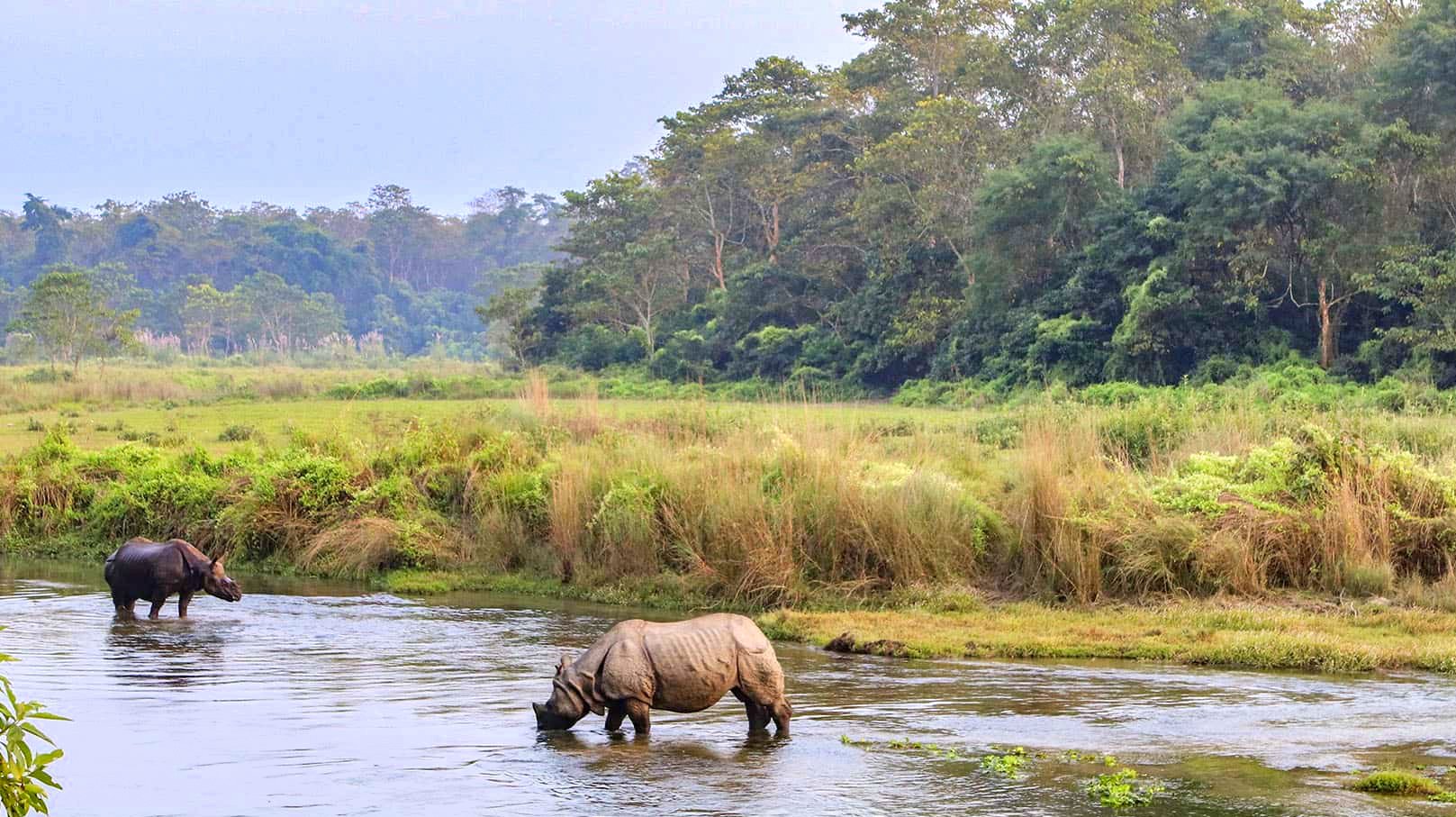Jungle Safari in Nepal