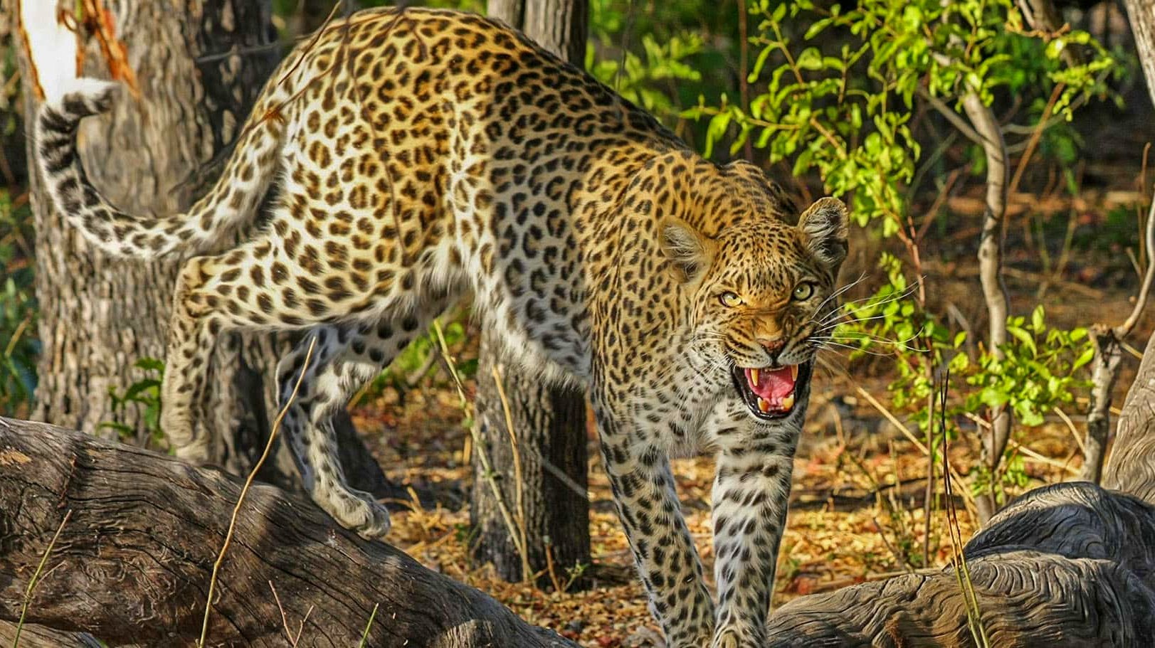 Picture taken of cheeta in jungle safari