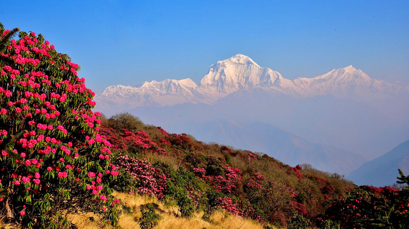 Spring Season in Nepal