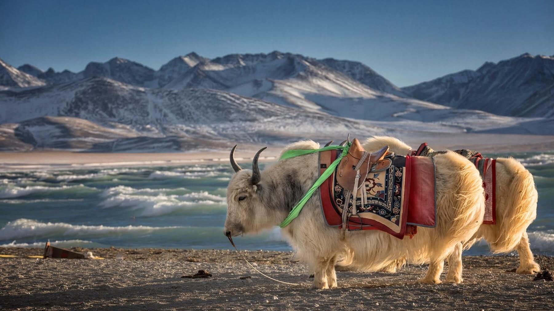 Highlands of Tibet