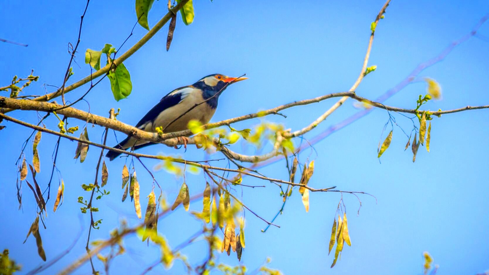 Bird watching in Nepal's nature