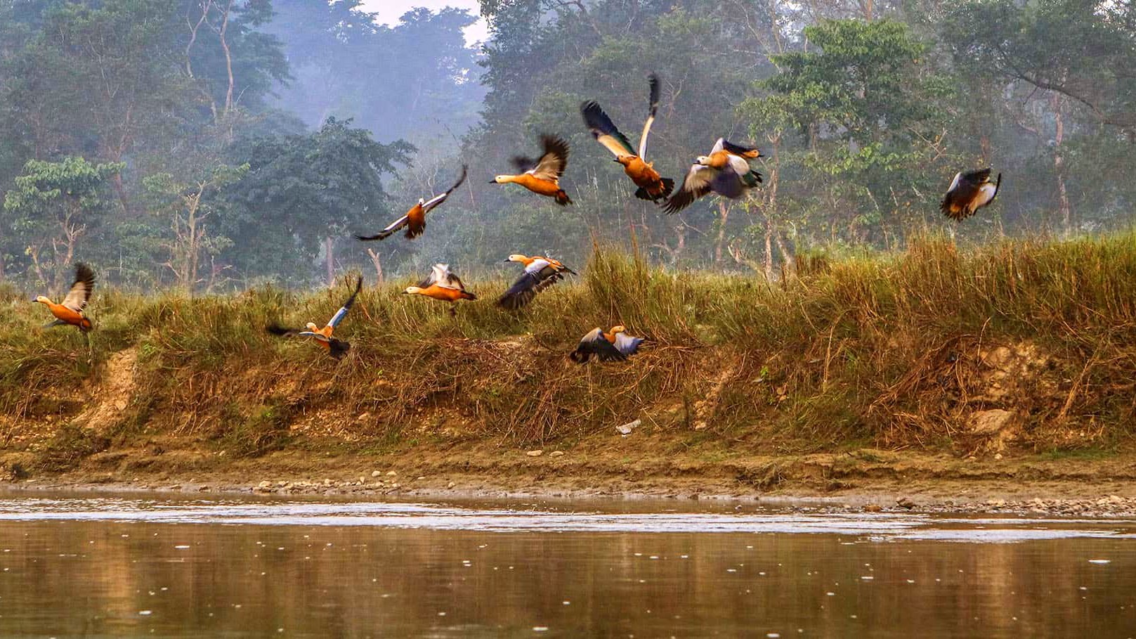 Bird watching in jungle safari