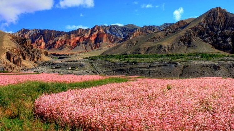 Upper mustang remoted area