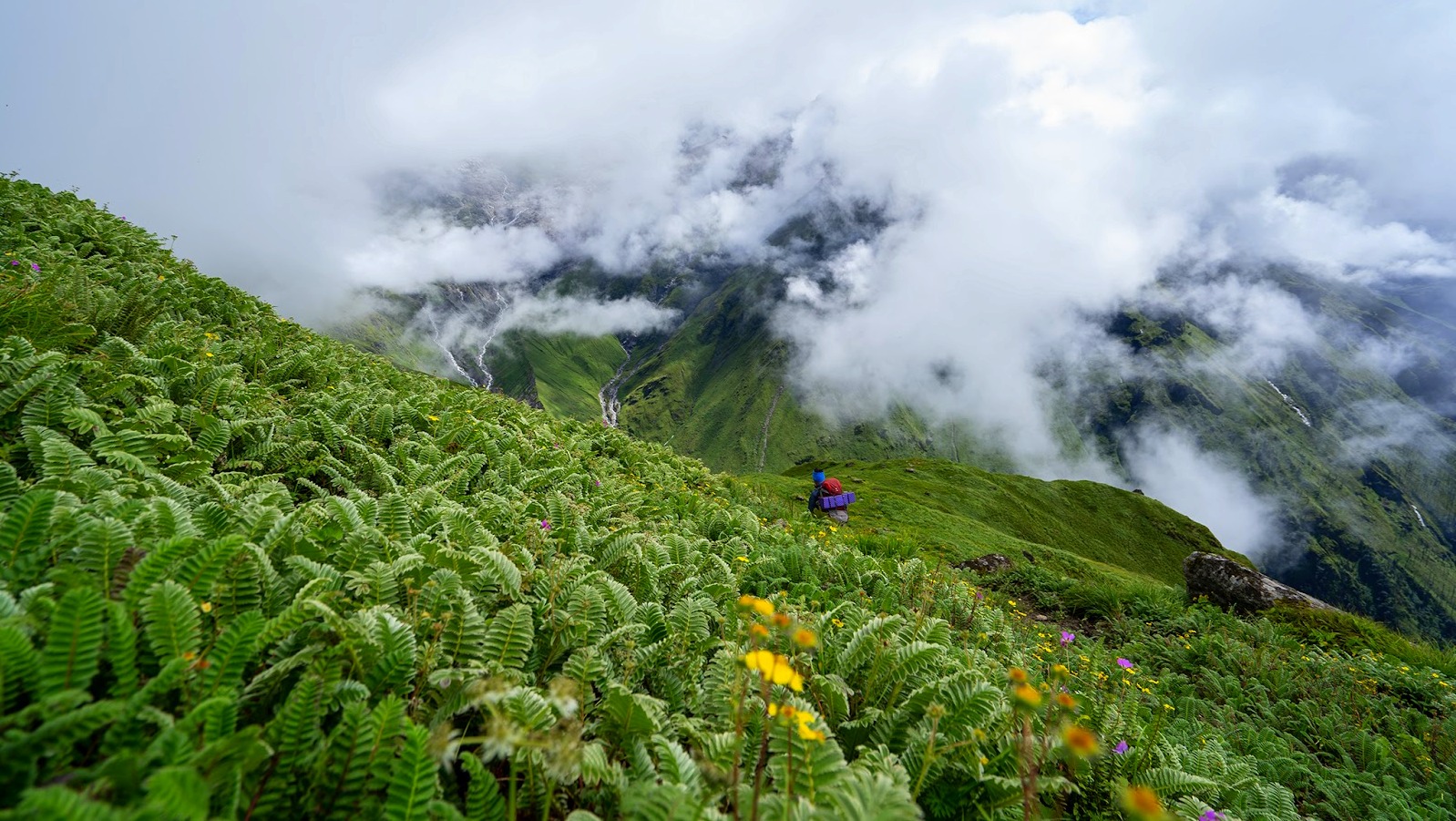 Grennery of monsoon
