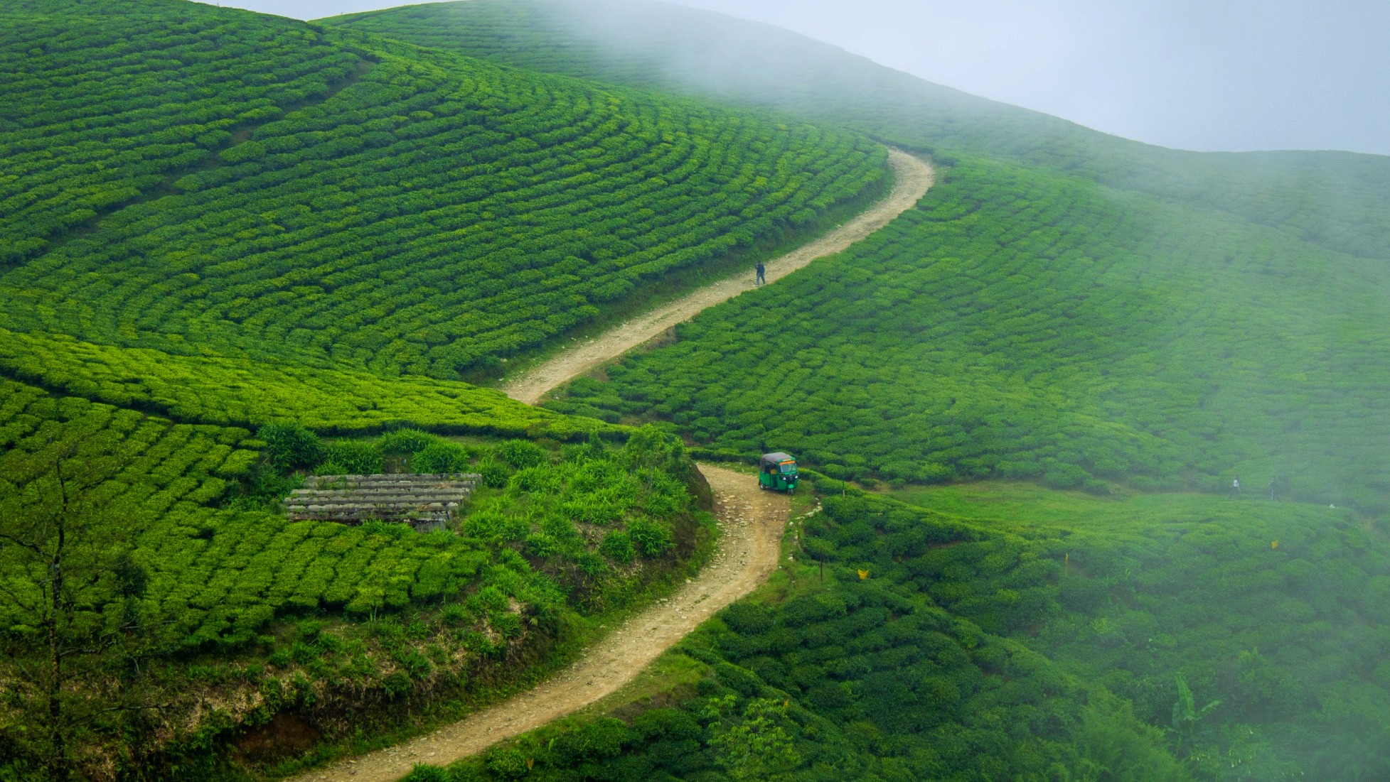 Illam tea garden during monsoon
