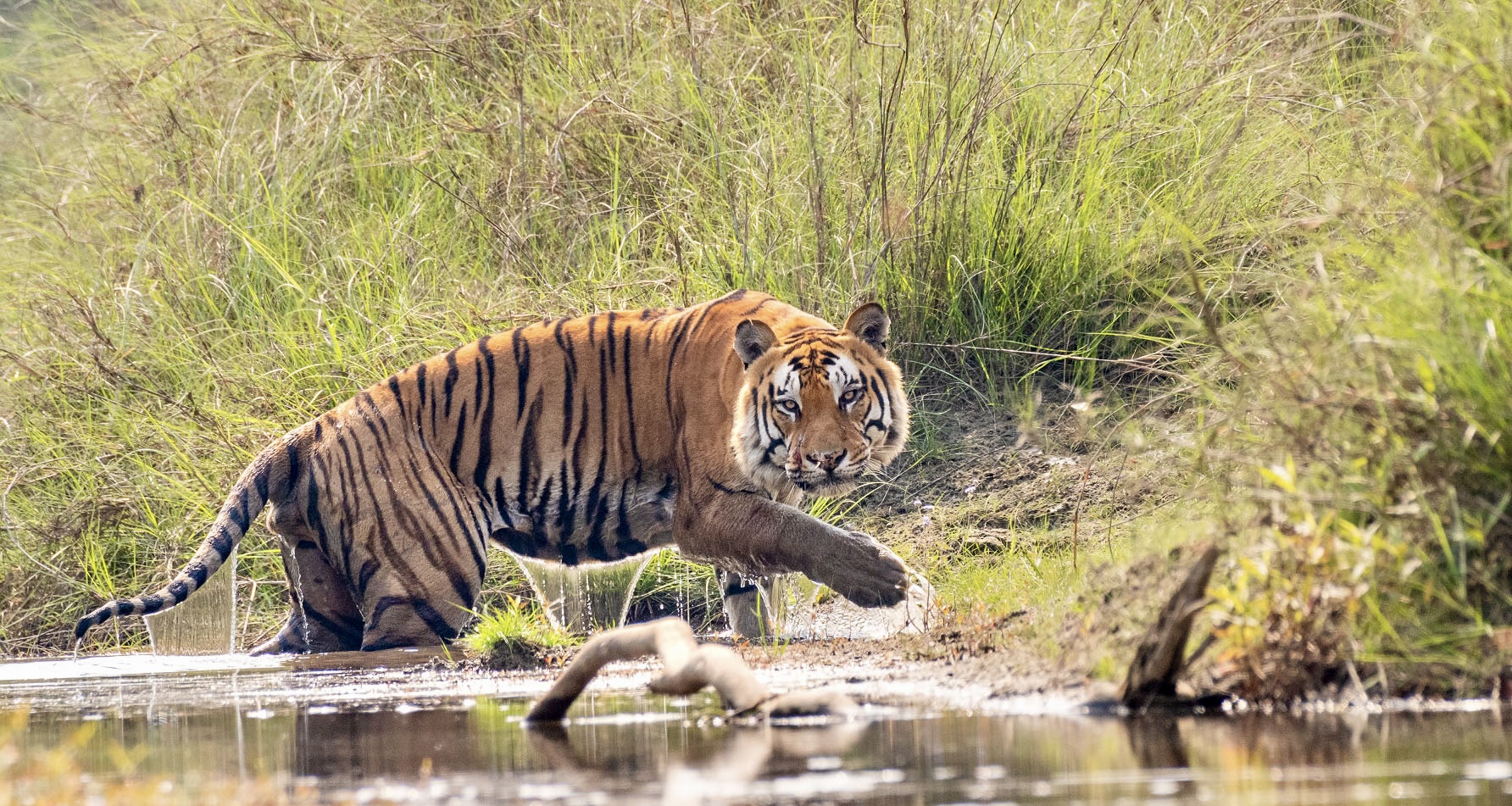 Bengal Tiger Bardia National Park1 Copy