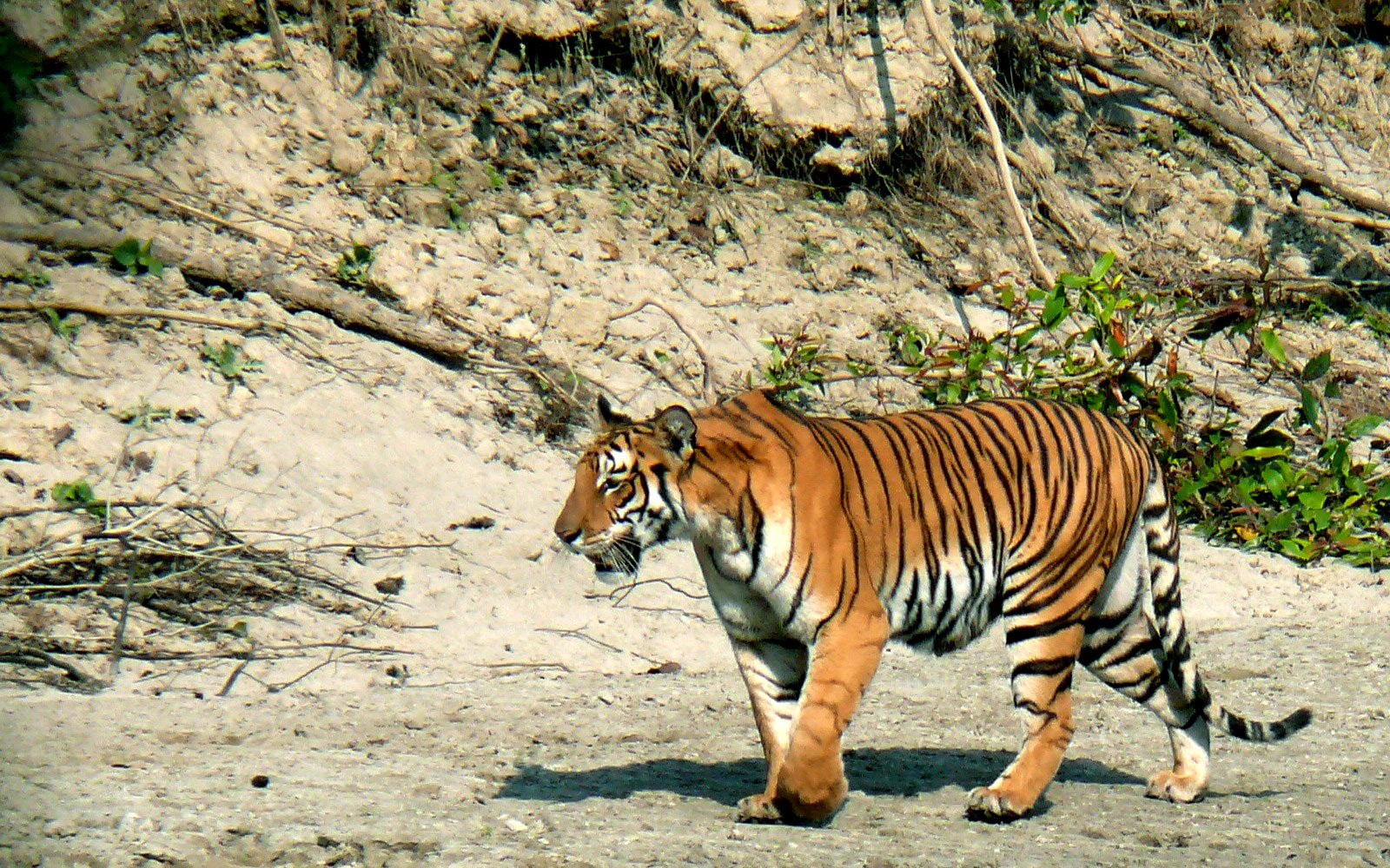 Wildllifi Safari Bardia